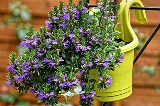 houseplant flowerpot
