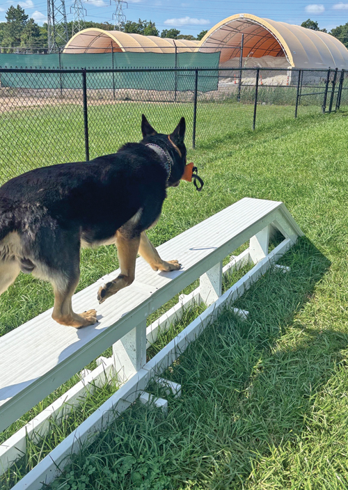 Hank Walking