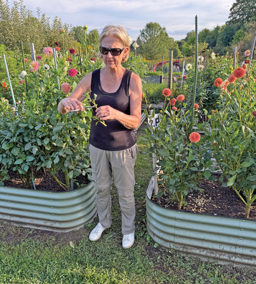 Sadataki dahlias